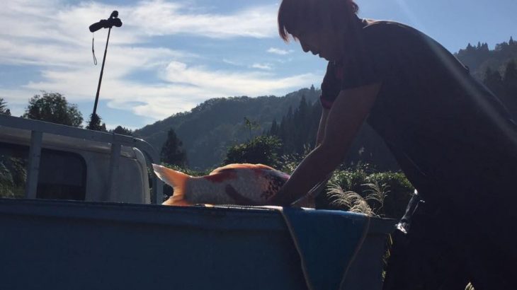 Marushin Koi farm visit.