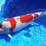 Fukui prefecture koi show visit.