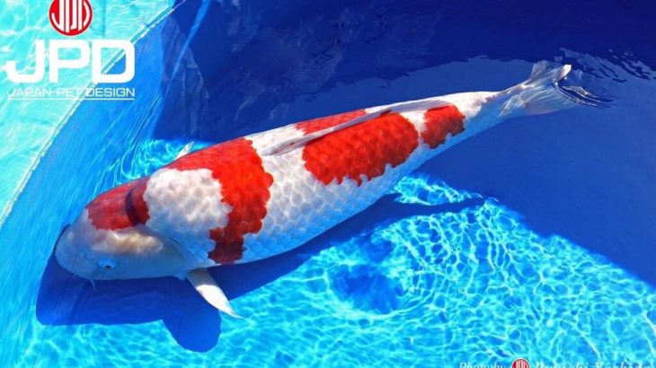 Fukui prefecture koi show visit.