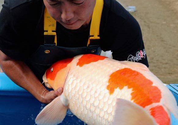 016年10月22日伊佐養鯉場池上げ訪問