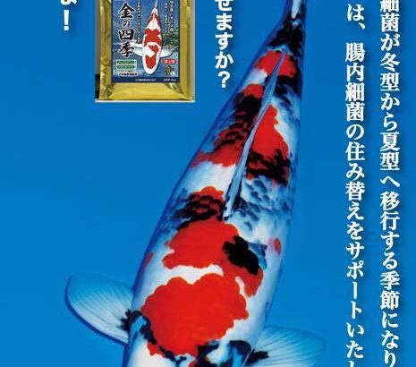 Miyoshi Koi farm visit Ehime prefecture.