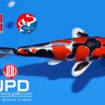 AO. Aokiya got the Grand Champion B at International Junior Koi Show 2017.