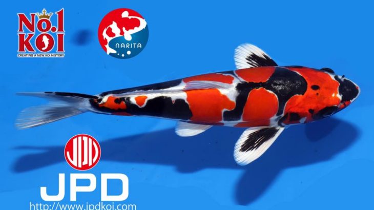 AO. Aokiya got the Grand Champion B at International Junior Koi Show 2017.