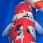 Belgium Koi Show 24-25.2017. Adult Takegoi Champion.