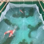 Dainichi koi farm visited 13 July