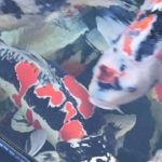 Northern California koi hobbyist’s house visit with Genki koi CEO Kevin san.