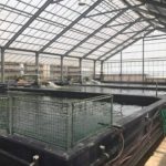 Aichi prefecture Koi hobbyist facility visit on 29 July 2017.