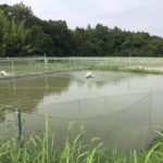 Aichi prefecture Koi hobbyist facility visit on 29 July 2017.