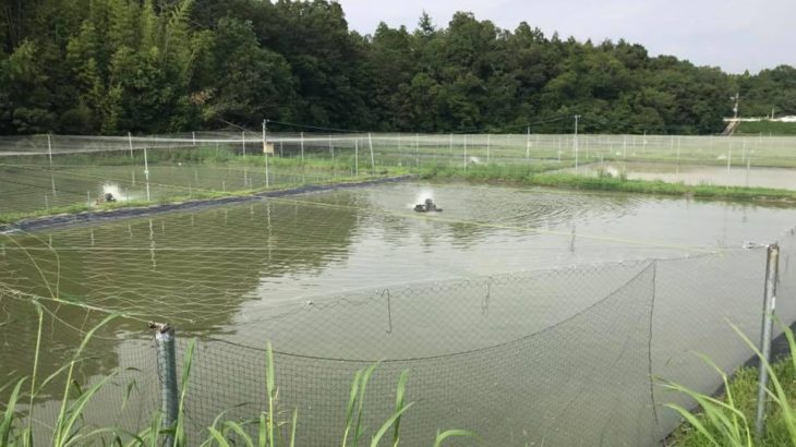 Aichi prefecture Koi hobbyist facility visit on 29 July 2017.