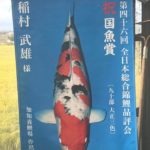 Kachi koi farm visit in Fukui prefecture.