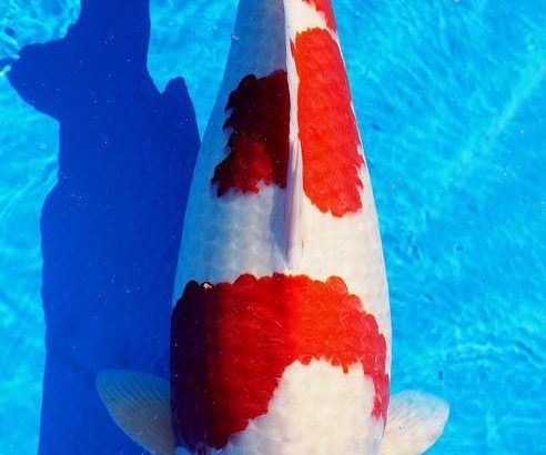 Fukui prefecture koi show visit.