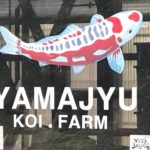 Yamajyu koi farm Kanno koi farm visit.