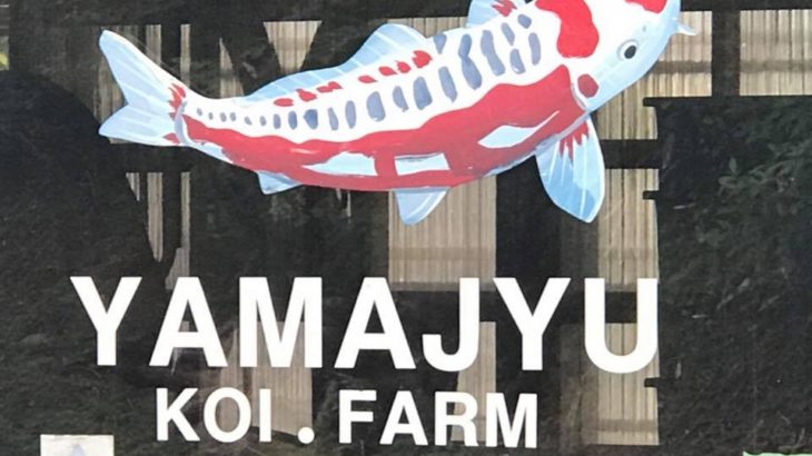 Yamajyu koi farm Kanno koi farm visit.