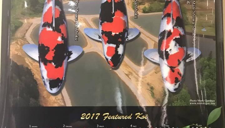 Isa koi farm visit. Showa specialist breeder.