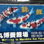 Kanno koi farm visit.