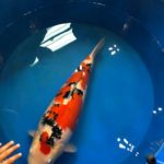 14th All Indonesia koi Show visit.