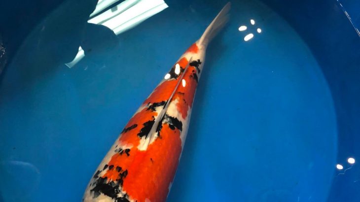 14th All Indonesia koi Show visit.