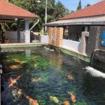 Malaysia koi hobbyist Mr.Usop’s house visit.