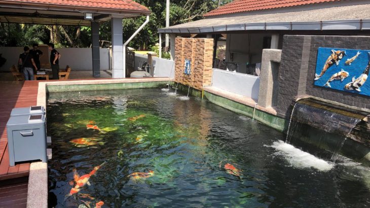 Malaysia koi hobbyist Mr.Usop’s house visit.