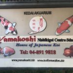 JPD authorized koi dealer Yamakoshi Nishikigoi Center Penang branch visit.