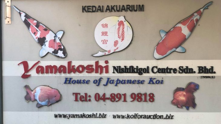 JPD authorized koi dealer Yamakoshi Nishikigoi Center Penang branch visit.