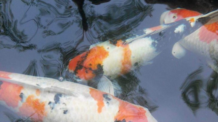 Finally visit Indonesia koi hobbyist Mr.Benny Iskander’s pond visit.