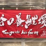Taniguchi koi farm visit Hiroshima prefecture.