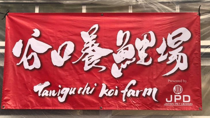 Taniguchi koi farm visit Hiroshima prefecture.