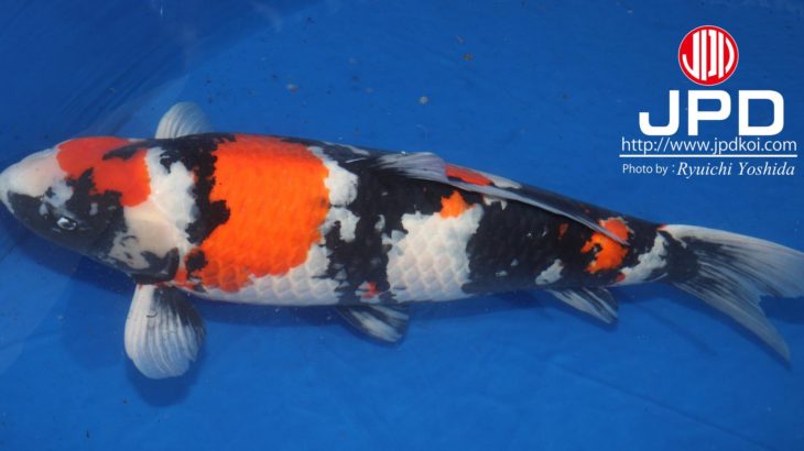 The 11th ZNA Northern California Koi Show 7-8 April 2018.