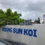 Rising Sun Koi visit in Oregon USA.