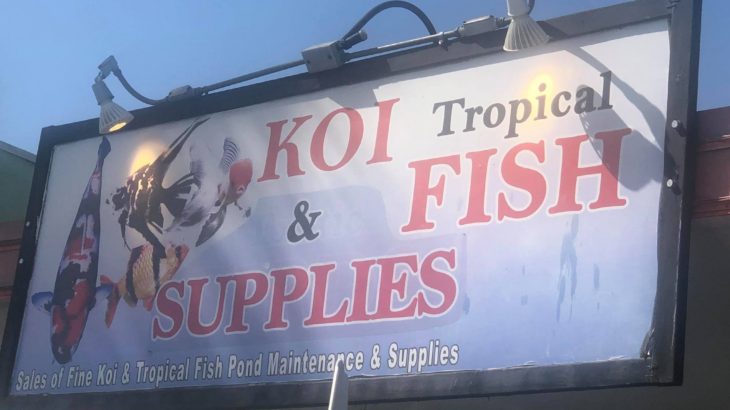 Koi Fish Supplies visit California USA.