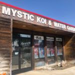 Mystic koi visit in Ontario California USA.