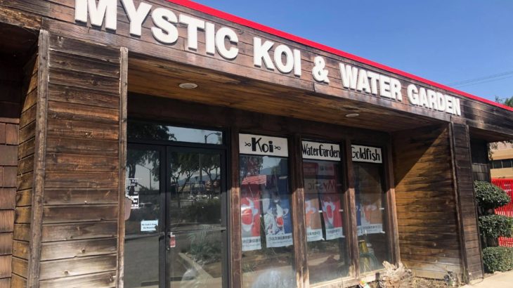 Mystic koi visit in Ontario California USA.