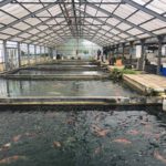 Minuma koi farm visit in Saitama prefecture.