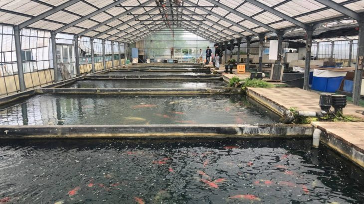 Minuma koi farm visit in Saitama prefecture.