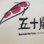 Ikarashi koi farm visit.