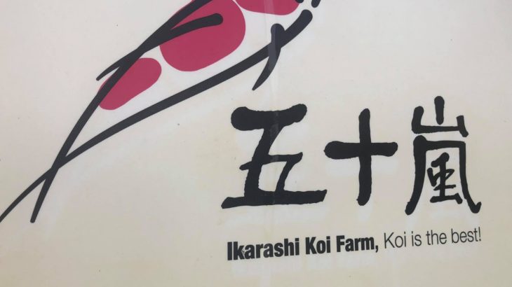 Ikarashi koi farm visit.