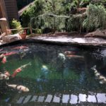 North West USA koi hobbyist’s house visit.