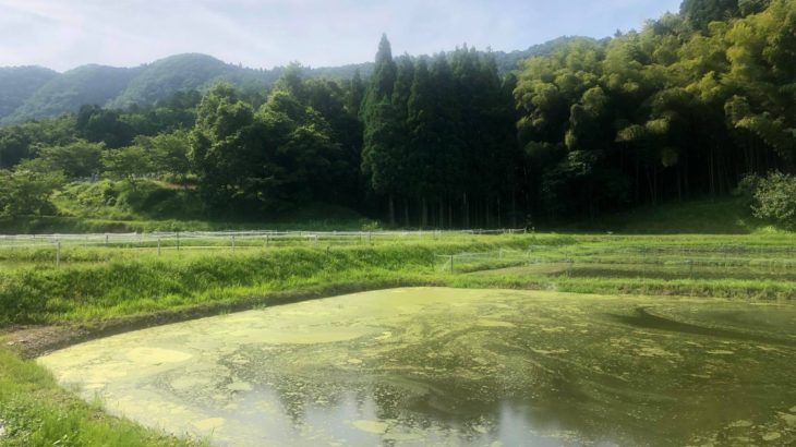 Nishikigoi Murakami visit in Kyoto prefecture.