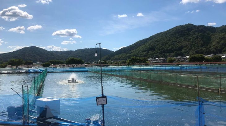 Momotaro koi farm visit in Okayama prefecture today.