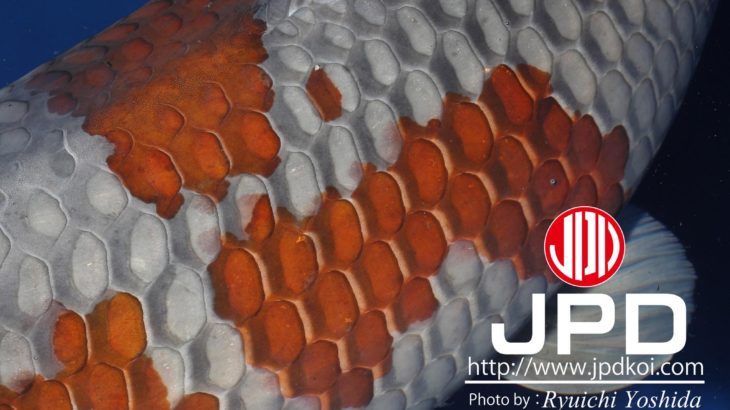 14th ZNA Malaysia Koi Show 2018.