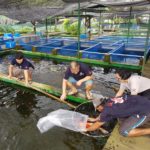 Marugen Koi farm in Singapore are using JPD koi food to maintain their koi, mainly Fujizakura.