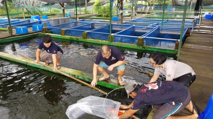 Marugen Koi farm in Singapore are using JPD koi food to maintain their koi, mainly Fujizakura.