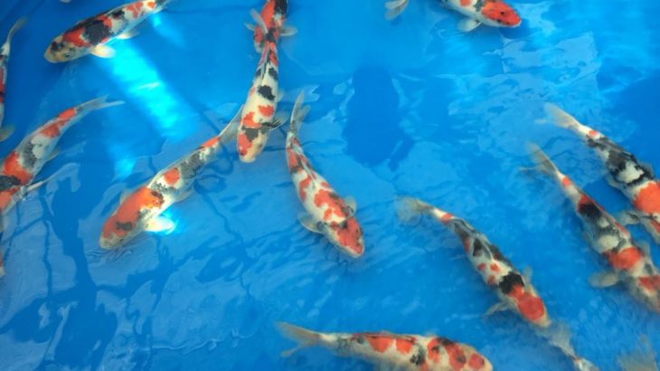 本日成田養魚園株式会社様にて第9回飼育コンテスト品評会