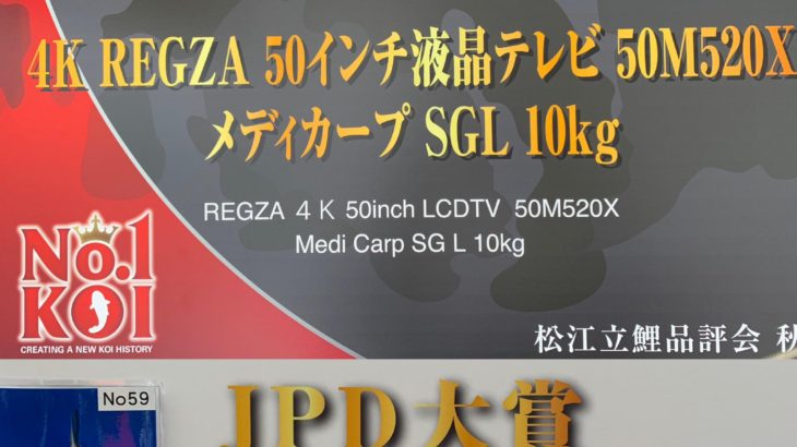 成田養魚園（株）松江立鯉品評会秋2018審査始まりました！