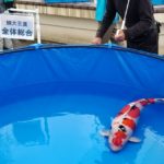 54th ZNA international koi show in Niigata on 10 November 2018.