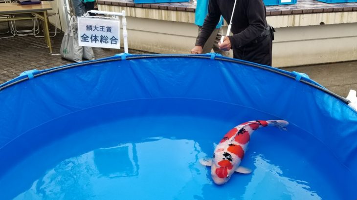 54th ZNA international koi show in Niigata on 10 November 2018.