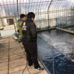 UENO koi farm visit in Kumamoto prefecture.