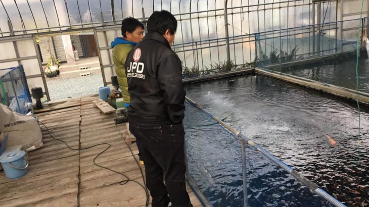 UENO koi farm visit in Kumamoto prefecture.