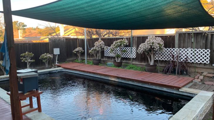 North California Koi lovers house visit 3 January 2019.